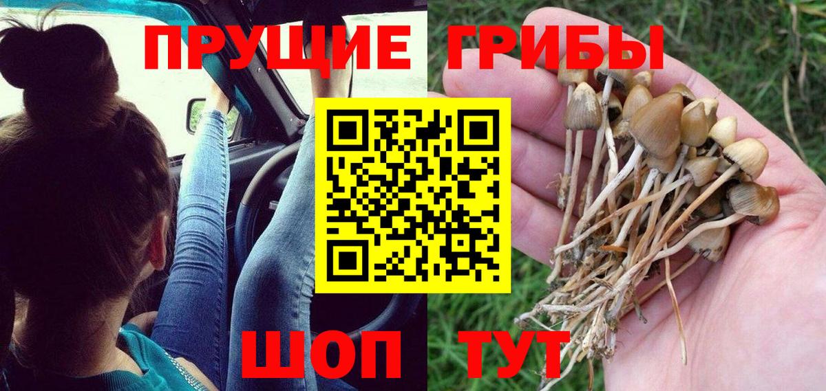 Галлюциногенные грибы Cubensis  Вход с VPN  Кингисепп  Псилоцибиновые грибы Psilocybe 