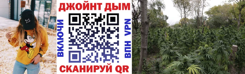Каннабис планчик Кингисепп